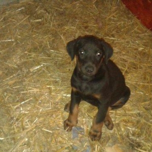 1ay yarimliq 1erkek 1diwi doberman balasi satiram saglam