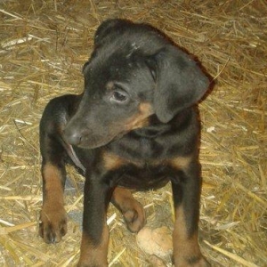 1ay yarimliq 1erkek 1diwi doberman balasi satiram saglam