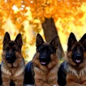 Şəkildə gördüyünüz nemkalar sifariş üçündür. 1-3 aylıq. Radaslovonnu ,