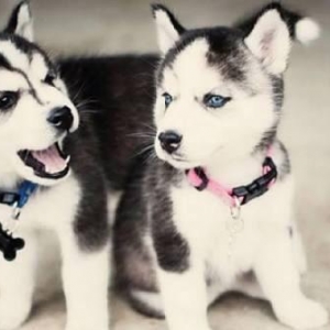 Sifarişlə Xaski balaları. 1-3 aylıq. Minimum dan başlayır. Şəkild