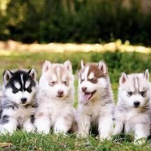Sifarişlə Xaski balaları. 1-3 aylıq. Minimum dan başlayır. Şəkild
