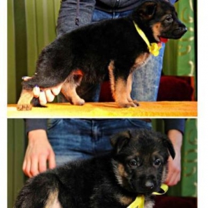 Şəkildəki itlər sifariş üçündür. 1-3 aylıqdı. Minimum dan başlayı