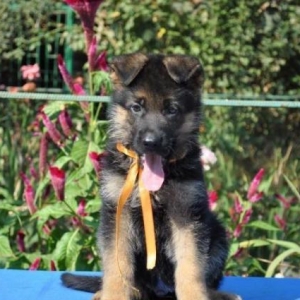 Şəkildəki itlər sifariş üçündür. 1-3 aylıqdı. Minimum dan başlayı