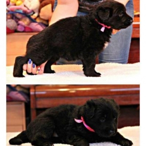 Şəkildəki itlər sifariş üçündür. 1-3 aylıqdı. Minimum dan başlayı