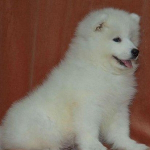 Продаются щенки самоеда мальчики и девочки документы КСУ отец юный
