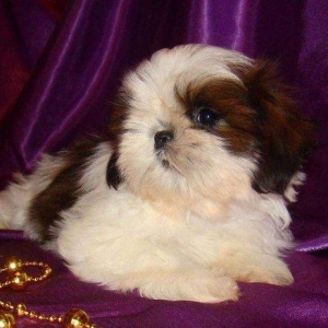 Продаются шикарные малютки Ши-тцу. Детки очень яркие, с короткой
