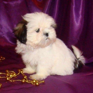 Продаются шикарные малютки Ши-тцу. Детки очень яркие, с короткой