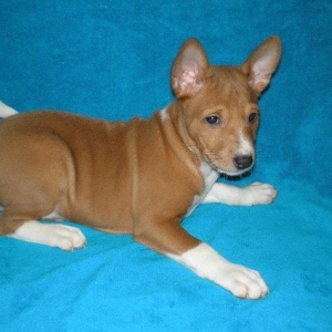 Продаются щенки редкой и древней не лающей породы - басенджи от