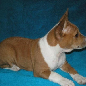 Продаются щенки редкой и древней не лающей породы - басенджи от