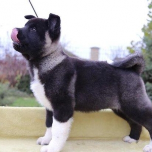 продаются щенки американской акиты! Д.Р. 16.08.2017 г., мальчики и