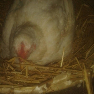 Satiram 3nundu oturub kurt  qesey yeke toyugdu qiymetide 40manatdi  ku