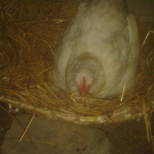 Satiram 3nundu oturub kurt  qesey yeke toyugdu qiymetide 40manatdi  ku