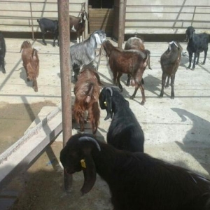 Halep kecileri satılır  2 qarın dogmuş 550 azn təkələrdə var 600 azn