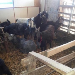 Halep kecileri satılır  2 qarın dogmuş 550 azn təkələrdə var 600 azn