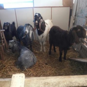 Halep kecileri satılır  2 qarın dogmuş 550 azn təkələrdə var 600 azn