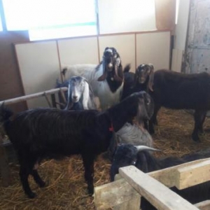 Halep kecileri satılır  2 qarın dogmuş 550 azn təkələrdə var 600 azn