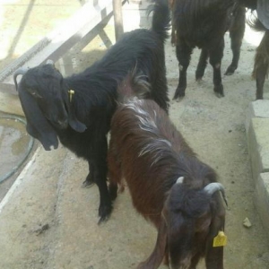 Halep kecileri satılır  2 qarın dogmuş 550 azn təkələrdə var 600 azn