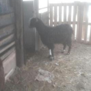 Halep kecileri satılır  2 qarın dogmuş 550 azn təkələrdə var 600 azn