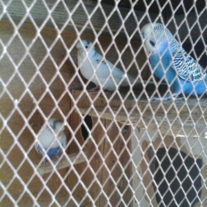 20 denedir 10 cutdu hamsi erkey mayadir bala verirler cavan quslardir