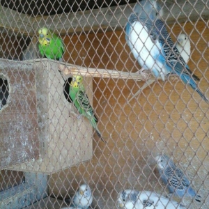 20 denedir 10 cutdu hamsi erkey mayadir bala verirler cavan quslardir