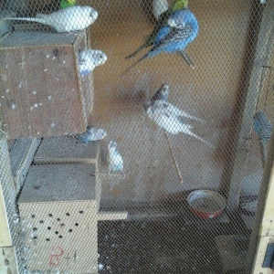 20 denedir 10 cutdu hamsi erkey mayadir bala verirler cavan quslardir