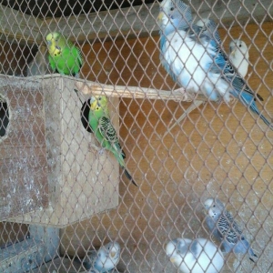 kut satram     Tergidirem 25 dene olar belkede cox