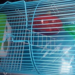 Cunqarik ,xamyaklar ucun Teze iri qefes satilir. g