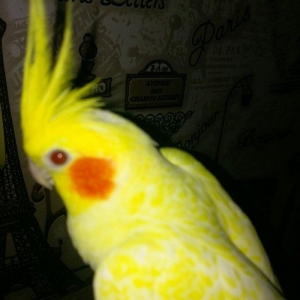 bir cut karella satiram biri erkek obri disidir .erkek ele oyrenib .ci