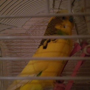 Papuqay  satilir. Erkek. Cox saglam qusdur. Qəfəs, yuvasi, yemi, duzu,