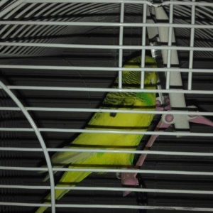 Papuqay  satilir. Erkek. Cox saglam qusdur. Qəfəs, yuvasi, yemi, duzu,