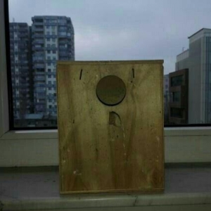 Papuqay  satilir. Erkek. Cox saglam qusdur. Qəfəs, yuvasi, yemi, duzu,