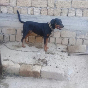 Erkey doberman. 2 yawi var. Tecili pul lazim oldugu ucun satilir.