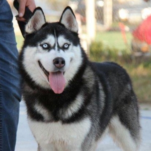 Salam xaski balaları satlır erkek dişi var 1 ay 11 günlük balalardır ş