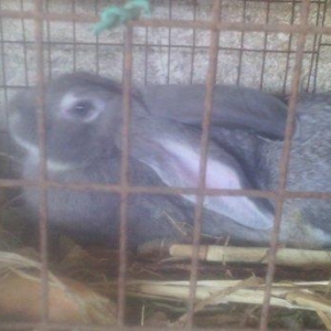 Fevralin balasidi 2 dene erkey  rizen. Cekisi 7 kilodan yuxaridi. Sati