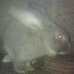 Fevralin balasidi 2 dene erkey  rizen. Cekisi 7 kilodan yuxaridi. Sati