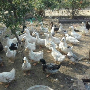 Kuban ördeyleri. Zirededi. Tam saglamdir. Adim pervizdi. Cekileri 4  k