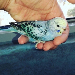 Bala papuqaylar 1 ay 20 gunlukdu maraqlananlar zeng ede biler