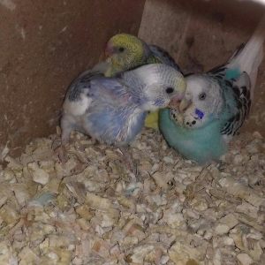 Bala papuqaylar 1 ay 20 gunlukdu maraqlananlar zeng ede biler