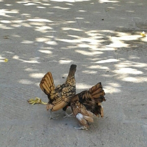 4 ay yarimliq bir cut qizili sbraytlar butun baksi