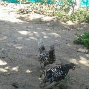 iki eded dordayyarimliq gumusu sbrayt fereleri butun baksinleri olunub