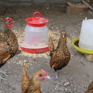 Damazliqlar satilir 3 fere 1 xoruz 250 azn
Yumurta