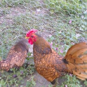 Damazliqlar satilir 3 fere 1 xoruz 250 azn
Yumurtasi 3 azn