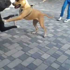 stafasor 7 ayliqdi.disidi.100 azn qiymet sondu.qiymete görə narahat et