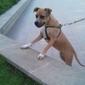 stafasor 7 ayliqdi.disidi.100 azn qiymet sondu.qiymete görə narahat et