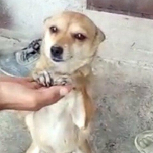 disi zvanok 1 yas 7 ayliqdi 2 defe bala verib.40 azn qiymet sondu