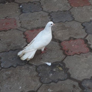 salam 18 tuk maya satram eyagi cilpaq  qirmizi eya