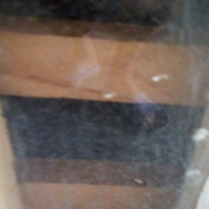 Ela cixiw verir. 170 toyug yumurtasi tutur. Wekild