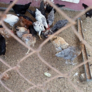 Ela cixiw verir. 170 toyug yumurtasi tutur. Wekildeki cuceler bu inkub