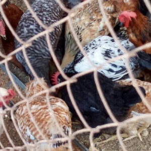 Ela cixiw verir. 170 toyug yumurtasi tutur. Wekildeki cuceler bu inkub