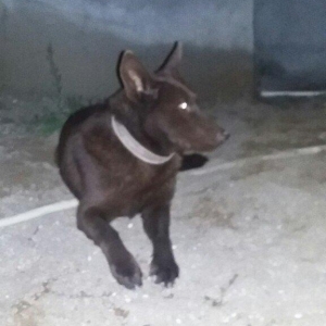 it avcarka 1.5ayliq erkey rengi sokalad rengi 200m asaqi da elemey ola